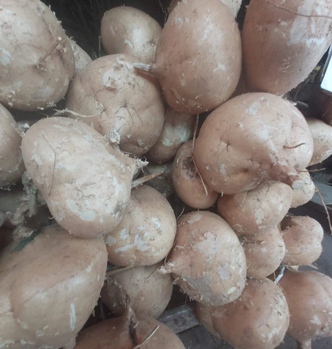 Jicama Seeds - 50+ Seeds - Mexican Yam Bean/Turnip - Pachyrhizus erosus
