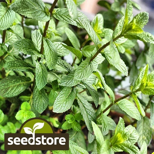 Peppermint Seeds | Heirloom Non-GMO Herb Seeds | Mentha piperita | Organic Gardening Supplies