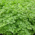 Curled Chervil Seeds - Fresh Herb Seed for Gardening - Anthriscus cerefolium