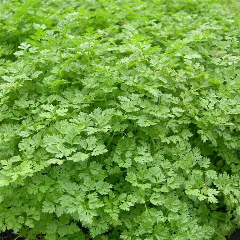 Curled Chervil Seeds - Fresh Herb Seed for Gardening - Anthriscus cerefolium