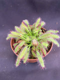 Drosera capensis 'Mini Red' | 2.5" Pot | Rooted Carnivorous Plant | Unique Red Variety