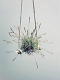 Air Plant Set 4pc - Tillandsia Recurvata - Low Maintenance Indoor Decor - Perfect for Home or Office