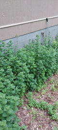 Hardy Giant Apple Mint Plants - 4 Pack - Fast Growing - Mentha suaveolens 'Variegata' - Smoky Mountains TN