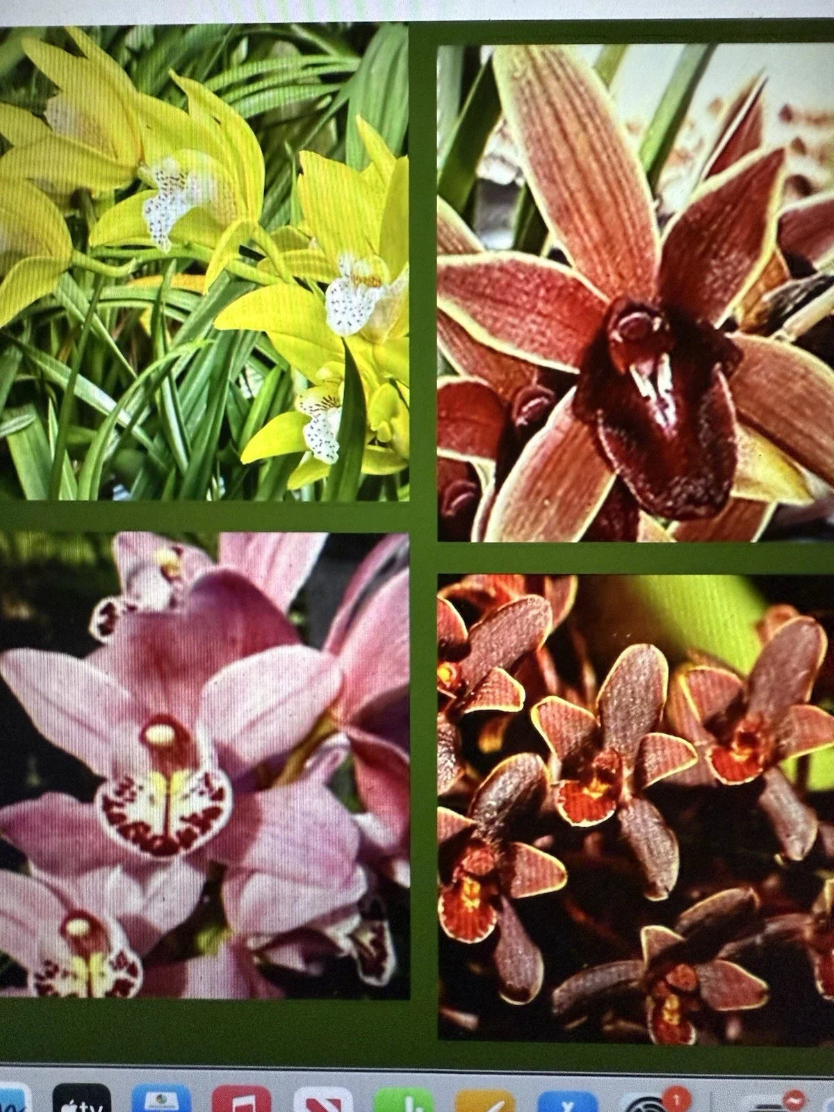 Cymbidium Orchid Seedling - 8 Varieties Available, Bare Root (Your Pick) - Unique Cymbidium Species
