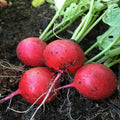 Early Scarlet Globe Radish Seeds - 200 Ct Heirloom NON-GMO Vegetable Garden - Raphanus sativus