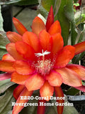 Epiphyllum Orchid Cactus "Coral Dance" in 4" Starter Pot - Rooted Tropical Houseplant (Epiphyllum spp.)
