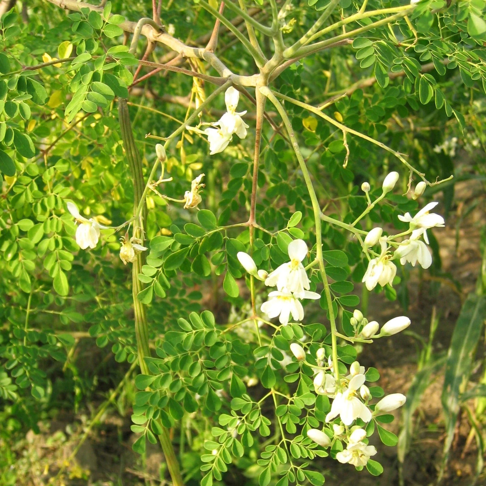 Moringa Tree Seeds | M. Oleifera Variety | Drumstick Horseradish Pods | Indian Seeds 2025