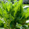 Sorrel Seeds - Large Leaf Heirloom Non-GMO Herb Seeds - Rumex acetosa - Free Shipping