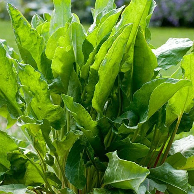 Sorrel Seeds - Large Leaf Heirloom Non-GMO Herb Seeds - Rumex acetosa - Free Shipping