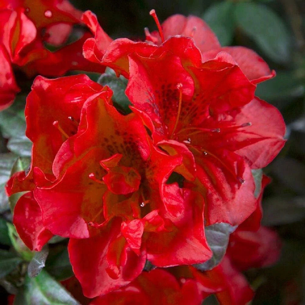 Encore Autumn Fire Azalea Starter Plant, Well Rooted, Deepest Red, Rhododendron 'Autumn Fire'