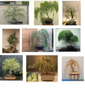 Willow Bonsai Bundle - 9 Types of Rare Exotic Bonsai Material - Salix spp.