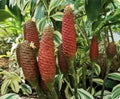 Shampoo Ginger Roots 1 Lb Pinecone Zingiber Zerumbet for Planting - Tropical Perennial Rhizomes