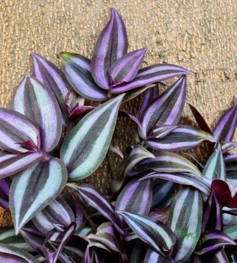 Tradescantia Zebrina Cuttings - 10+ Healthy Wandering Jew Plants - Fast Shipping - Indoor Houseplant Cuttings
