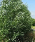 Hybrid Willow Tree Cuttings - 24 Fast Growing Trees for Privacy or Shade - Salix × sepulcralis