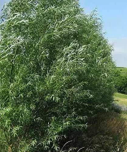Hybrid Willow Tree Cuttings - 24 Fast Growing Trees for Privacy or Shade - Salix × sepulcralis