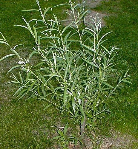 Jumbo Hybrid Willow Tree Cuttings - 12 Pack - Thick Root Stock - Salix hybrids