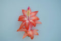 Christmas Cactus Starter Plant - Leonardo Da Vinci - Schlumbergera Truncata - Healthy Well-Rooted Small Plant