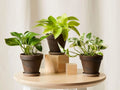 Rooted House Plant Starter Variations - 3" to 12" - Ideal for Home Gardening - Perfect for Beginners - Indoor Plants