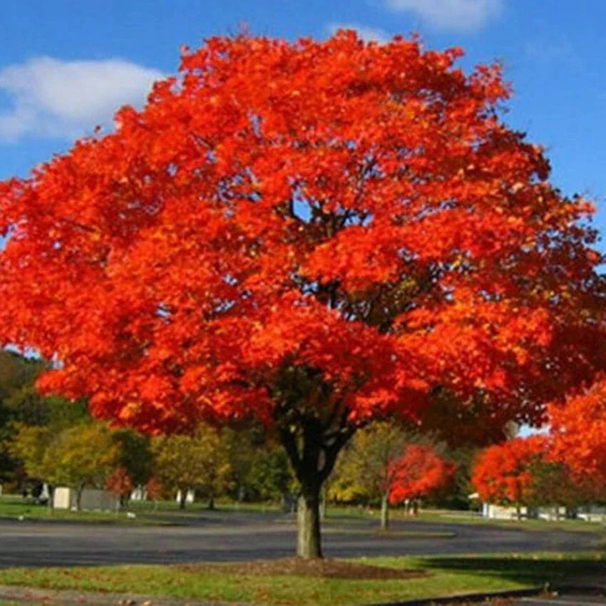 Northern Red Oak Live Plant Set of 2, 18-24 Inches, Quercus rubra, Hardy Tree for Landscaping and Shade