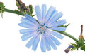 Chicory Seeds 1000+ | Blue Dandelion | Perennial Medicinal Herb & Coffee Substitute | Cichorium intybus