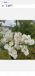 Bare Root Lilac Bushes (10) - Purple & White Varieties with Planting Instructions - Syringa spp.