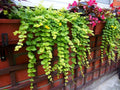 Creeping Jenny Plant - Green Ground Cover - Perennial for Baskets - Lysimachia nummularia