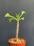 Plumeria Pudica Wedding Bouquet Plant - Tropical White Flowering Specimen in 4" Pot - Frangipani