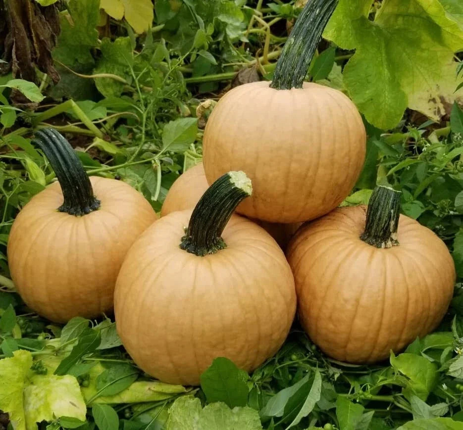 Hot Chocolate Pumpkin Seeds for Planting - 10 Seeds - Cucurbita pepo - Heirloom Variety, Unique Flavor, Organic