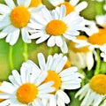 Roman Chamomile Seeds - 200+ Heirloom Perennial Groundcover Seeds - Chamaemelum nobile