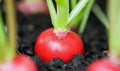 Heirloom Radish Seeds, Cherry Belle, Non-GMO, 500+ Red Radish Seeds, Raphanus sativus