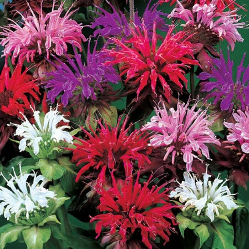 Bee Balm Seeds - 100 Purple Pink White Hummingbird Flowers - Monarda didyma