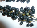 Wild Grape Seeds - 10 Organic Vitis aestivalis - Heirloom Variety - Free Shipping