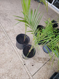 Triangle Palm Trees - 2 Bare Root Plants - Dypsis decaryi - Tropical Indoor/Outdoor Foliage
