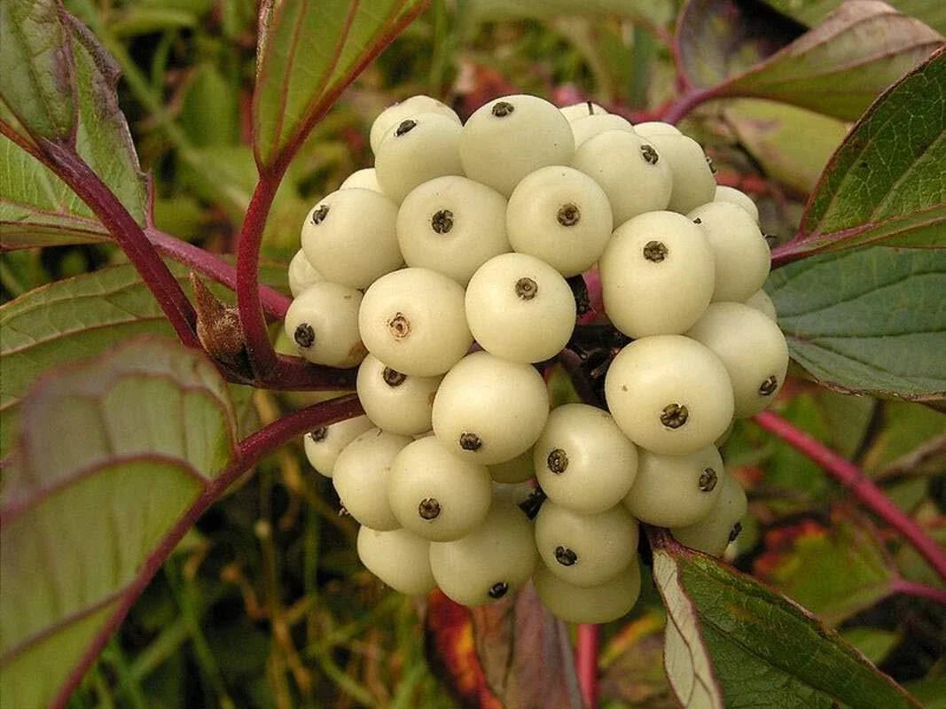 Siberian Dogwood Seeds (50 Seeds) - Cornus alba, Tatarian Dogwood for Planting, Hardy Shrub, Landscape Gardening