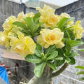 Double-Yellow Desert Rose Starter Plant - Adenium Obesum - No Pot - Succulent Indoor Plant