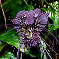 Black Bat Orchid 10 Seeds - Rare Tacca chantrieri - Tropical Houseplant for Garden