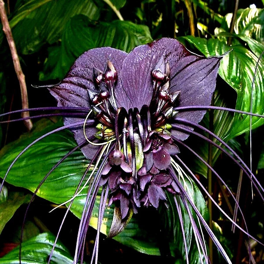 Black Bat Orchid 10 Seeds - Rare Tacca chantrieri - Tropical Houseplant for Garden