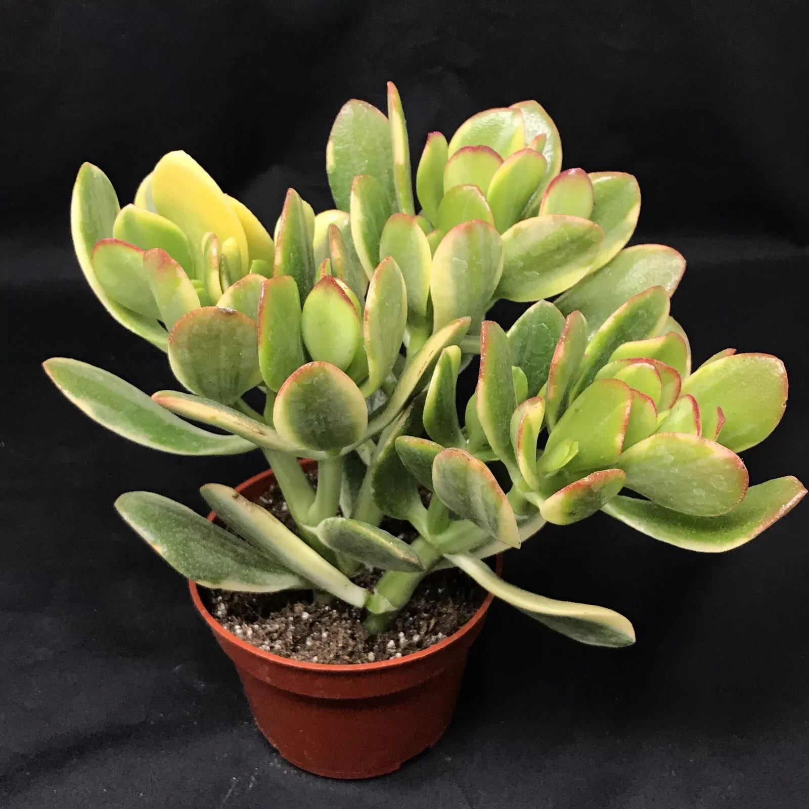 Jade Lemon & Lime Plant Starters, 4-6 Inches, Rooted Cuttings, Crassula Ovata, Indoor/Outdoor Succulent Plants