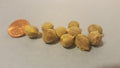 Palm Tree Seeds - 12 Pack - Tropical Variety - Arecaceae Family