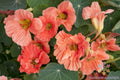 Nasturtium Seeds 50+ Pack Salmon Mousse Variety for Garden Planting - Tropaeolum majus - USA