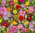 All Annual Wildflower Seed Pack - Fresh Wildflower Seed Mix for Gardens - Eco-Friendly Planting, Native Varieties