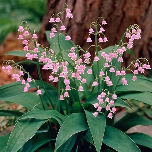 Pink Lily of the Valley Pips - Live Plants - Convallaria 'Rosea' - Fragrant Flowers - 2 Pack