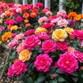 Moss Rose Double Mix Color Seeds - 200 Pack - Portulaca Grandiflora Flower Seeds