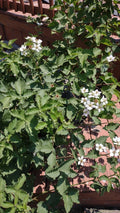 Organic Blackberry Plant Cuttings 5-Pack Unrooted Rubus Allegheniensis