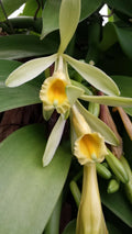 Vanilla Orchid Plant 2 ft Vine Mad Happenings Vanilla planifolia