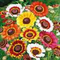 Painted Daisy Seeds, 500 Seeds, Multicolored Blooms, Bellis perennis