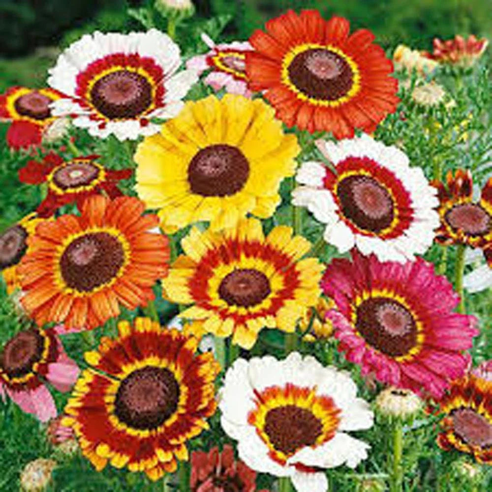 Painted Daisy Seeds, 500 Seeds, Multicolored Blooms, Bellis perennis