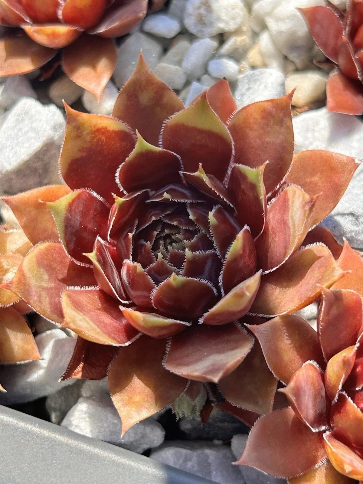 Live Succulent Plant | Sempervivum Coconut Crystal | Drought & Cold Tolerant | Sempervivum