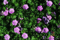 Glenluce Geranium Seeds - 25+ Pack for Garden Planting - Pelargonium 'Glenluce' - USA