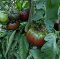 Russian Black Krim Tomato Seeds - 30+ Non-GMO Organic Heirloom Seeds for Home Gardening - Solanum lycopersicum